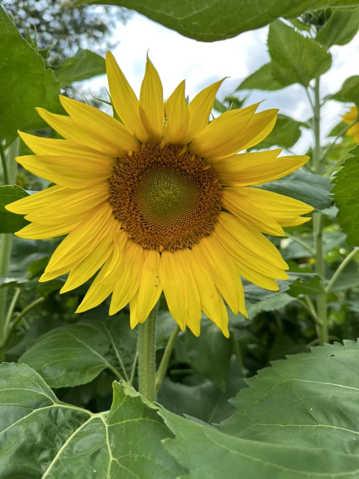 Sunflower garden at Robin's Nest